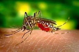Malaria: 44 Casi Registrati in 3 Anni tra Padova e Provincia