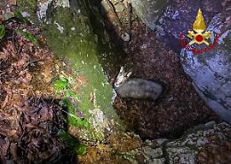 Valbrenta, camoscio cade a Monte Campolongo in una trincea della prima guerra mondiale: salvato dai vigili del fuoco