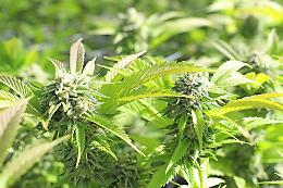 Spresiano, scoperta coltivazione di marijuana durante un T.S.O.: arrestato 29enne romeno