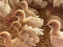 Il Veneto sar&agrave; la prima regione immune all'aviaria: al via nel Veronese la campagna vaccinale