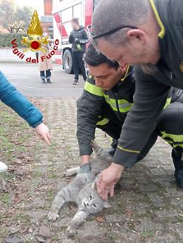 Gatto incastrato tra cancello e colonna a Paese: salvato dai Vigli del Fuoco