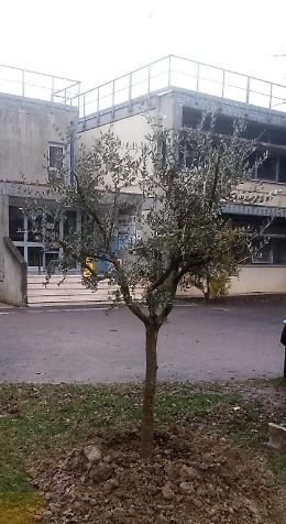 Martellago, tre ulivi piantati in nome della legalità