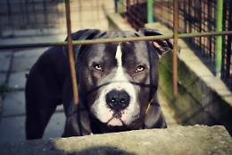 Furto a Rubano: avvelenano i cani e rubano 60mila euro 