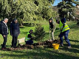 Una nuova vita per gli alberi di Natale di Verona: i parchi della città ospiteranno gli abeti donati dai cittadini