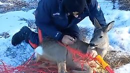 Vicentino, salvato capriolo incastrato nella rete di una pista da sci