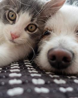 Bonus per animali domestici 2025: come richiederlo e a chi spetta