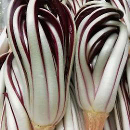 Alessandro Borghese a Treviso: la sfida culinaria di 4 Ristoranti illumina il radicchio rosso