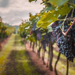 Sostegno alle aziende agricole per i danni causati dalla flavescenza dorata della vite