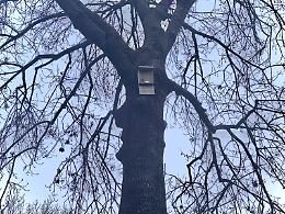 PONTE SAN NICOLO’.  Il Comune potenzia le casette per pipistrelli per combattere le zanzare e promuovere la biodiversità