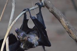 Nuovo coronavirus scoperto in Cina: passaggio dai pipistrelli all'uomo