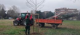 Nuovi alberi in arrivo a Spinea
