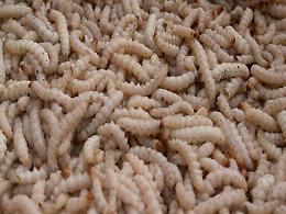 Roncade, scoperta di larve nella pasta al pomodoro della mensa scolastica: genitori indignati 