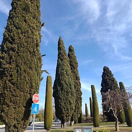  Scorzè. Verde pubblico nei cimiteri: via ai nuovi filari di cipressi tradizionali