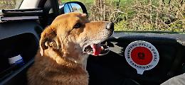 Cucciolo smarrito a Roncade: salvato dai Carabinieri 