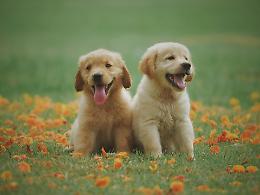 Animali smarriti: le cause più comuni e i consigli per evitarlo