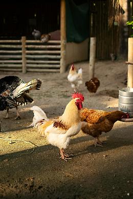 Strage di galline a Monselice: il camion perde il carico durante il trasporto