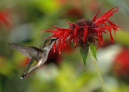 La monarda didyma: la pianta che rallenta l’invecchiamento