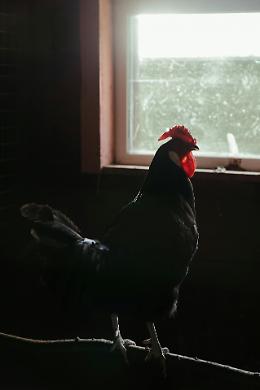 Polesine, un tesoro nascosto nel pollaio: ritrovati gioielli rubati