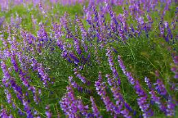 Come creare un giardino flessibile e produttivo: ortaggi, fiori ed erbe aromatiche

