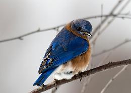 Verona: "Spring of Birds": la poesia del volo in mostra alla Trevisan Art Gallery