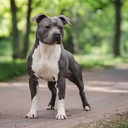 Rientra illegalmente in Italia e ruba un cane: arrestato a Mestre