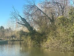 Mira. Naviglio del Brenta, tanti problemi: dalle alberature sporgenti alla porracchia
