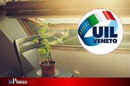Professoressa licenziata perché coltivava marijuana. Scontata la pena, ora chiede il reintegro