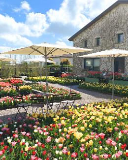Primavera in fiore a Scorzè: torna il Festival dei tulipani