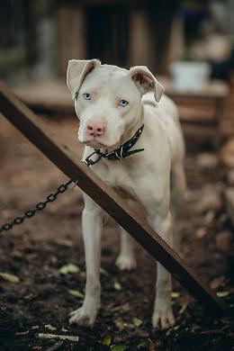 Treviso, appello per Ercole, il cane maltrattato: vive in condizioni disumane