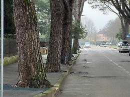 Abano. Giù i primi 25 alberi nel quartiere Pescarini