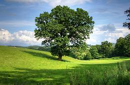 La Festa degli Alberi a Pontecchio Polesine: un messaggio di speranza per il futuro del pianeta