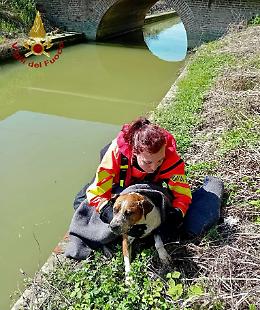 Salvataggio a quattro zampe: un cane scivola nel canale e intervengono i pompieri
