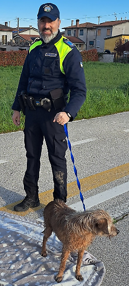 Padova, cagnolino salvato dalla Polizia Locale: un lieto fine grazie all'intervento tempestivo