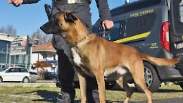 Conegliano, blitz antidroga in appartamento: arrestate due persone 
