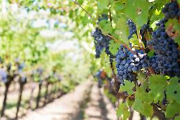 La nuova vite dell’Italia: 5.500 giovani puntano sul vino tra innovazione, territorio ed export