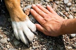 Ferragosto, festa per tutti? L'appello per proteggere gli animali dai botti e fuochi d’artificio