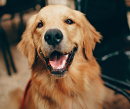 Pet therapy a Pordenone: il cane Lola porta sorrisi in casa di riposo