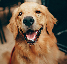 Dolo, quattro zampe in corsia: i cani terapeutici entrano in Neuropsichiatria infantile