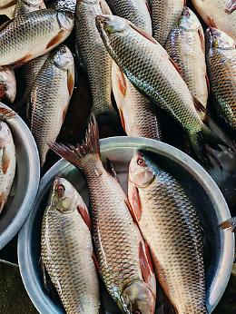 Venezia, tonnellate di pesce sequestrato dalle Fiamme Gialle: era destinato ai pranzi pasquali 