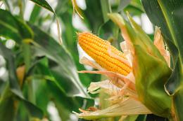 Cosa si coltiva in Veneto? Uno studio di Confagricoltura svela le tendenze agricole della regione