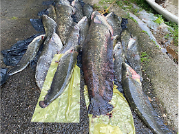 Blitz della Guardia di Finanza a Porto Viro: sequestrati 4 quintali di pesce siluro