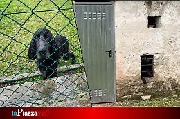 Cane anziano recluso in uno stanzino a Vittorio Veneto: LNDC Animal Protection sollecita un intervento urgente