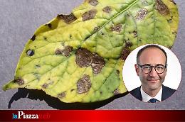 700mila euro per proteggere l'agricoltura veneta