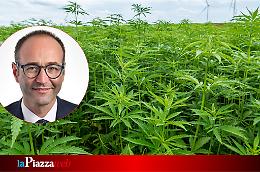 Canapa, 100 aziende venete in crisi dopo lo stop del Governo