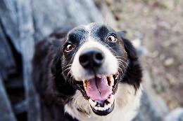 Gestire il proprio cane in sicurezza: tornano i corsi per il patentino canino a Verona