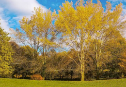 Schio, abbandono di rifiuti al Parco Robinson: tre minorenni identificati