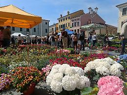 Adria in Fiore 2025: Un Successo di Colori, Profumi e Partecipazione