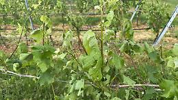 Grandine sul Veronese: agricoltura in ginocchio, colpite viti e frutteti in otto comuni