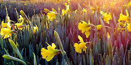 Borgo Valbelluna, Col d’Artent in fiore: tornano le Giornate dei Narcisi