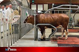 Crisalis, il toro dei record: un simbolo della qualità veneta nella zootecnia